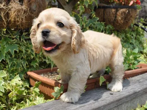 アメリカン・コッカー・スパニエルのサムネイル画像2