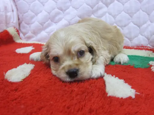 アメリカン・コッカー・スパニエルの子犬販売