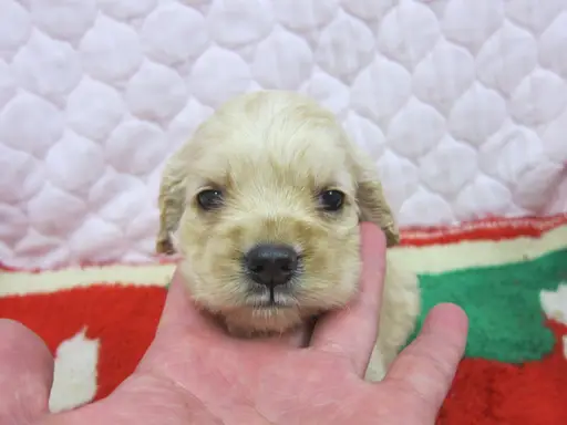 アメリカン・コッカー・スパニエルの子犬販売