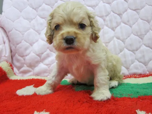 アメリカン・コッカー・スパニエルのサムネイル画像2