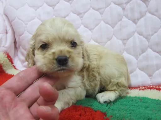 アメリカン・コッカー・スパニエルのサムネイル画像4