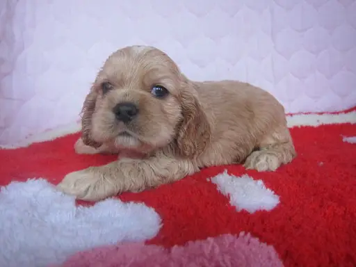 アメリカン・コッカー・スパニエルの子犬販売