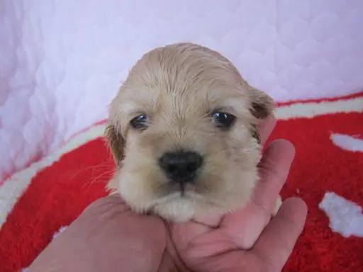 アメリカン・コッカー・スパニエルの子犬販売