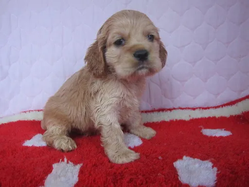 アメリカン・コッカー・スパニエルのサムネイル画像4