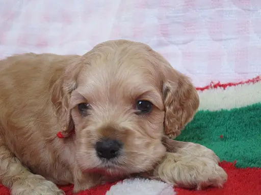 アメリカン・コッカー・スパニエルの子犬販売