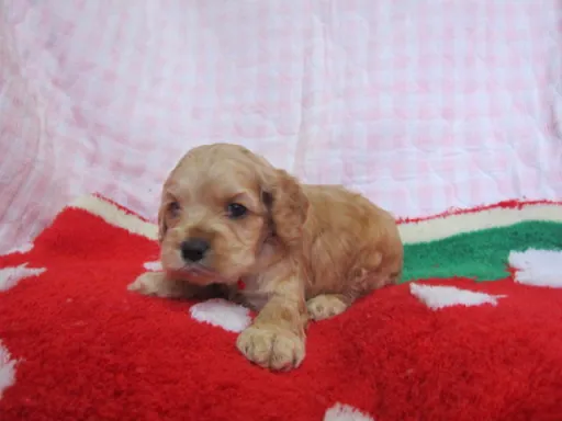 アメリカン・コッカー・スパニエルのサムネイル画像2