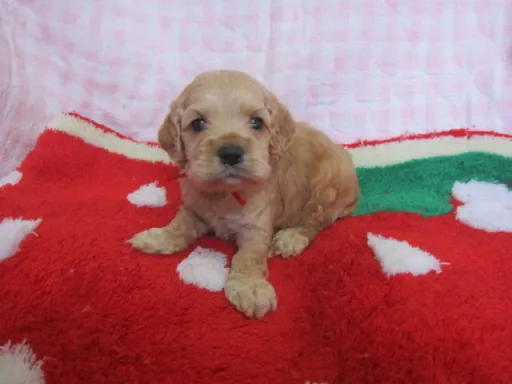 アメリカン・コッカー・スパニエルのサムネイル画像4