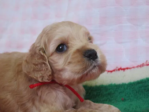 アメリカン・コッカー・スパニエルのサムネイル画像6