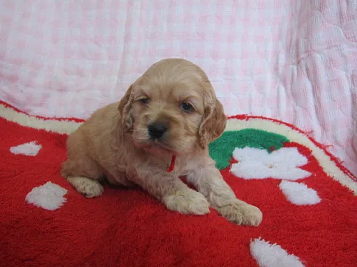 アメリカン・コッカー・スパニエルのサムネイル画像3