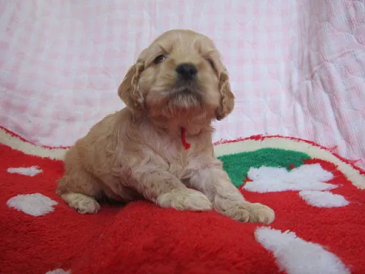 アメリカン・コッカー・スパニエルのサムネイル画像4