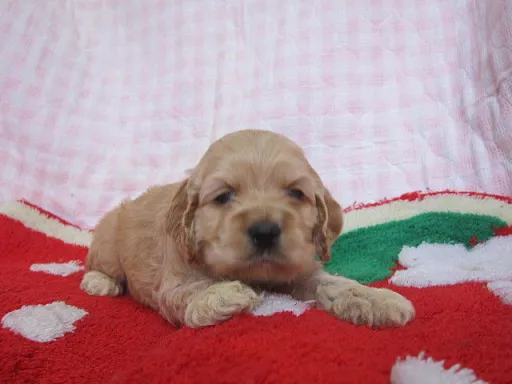 アメリカン・コッカー・スパニエルのサムネイル画像6