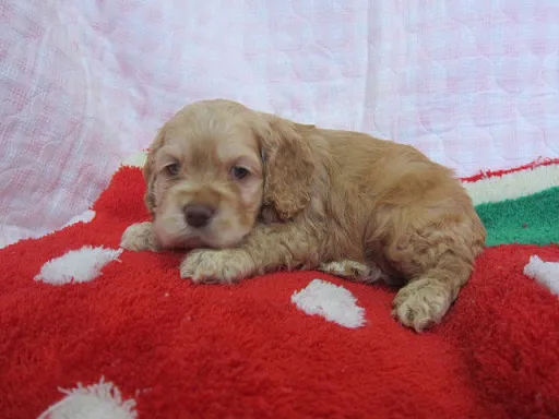 アメリカン・コッカー・スパニエルのサムネイル画像1