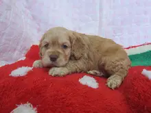 アメリカン・コッカー・スパニエル