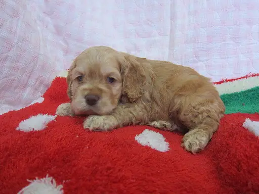 アメリカン・コッカー・スパニエルの子犬販売