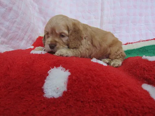 アメリカン・コッカー・スパニエルのサムネイル画像3