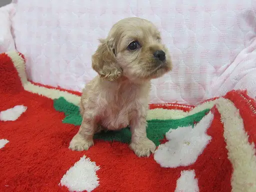 アメリカン・コッカー・スパニエルの子犬販売