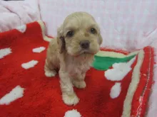 アメリカン・コッカー・スパニエル