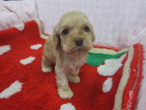 アメリカン・コッカー・スパニエルのサムネイル画像1