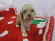 アメリカン・コッカー・スパニエル