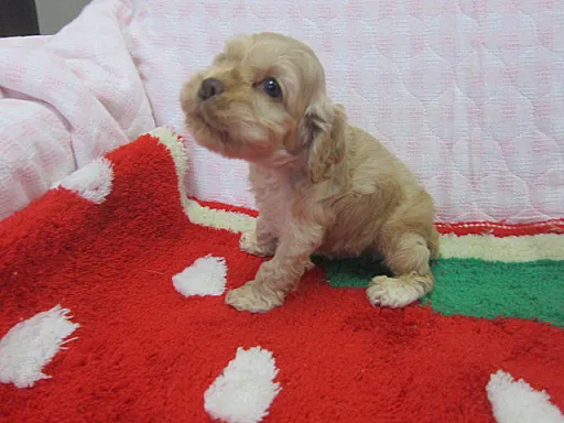 アメリカン・コッカー・スパニエルのサムネイル画像2