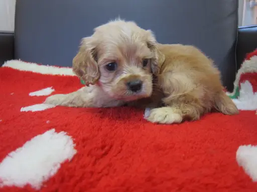 アメリカン・コッカー・スパニエルの子犬販売