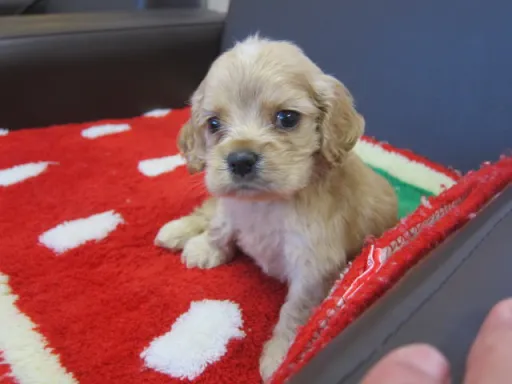 アメリカン・コッカー・スパニエルのサムネイル画像3