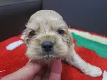 アメリカン・コッカー・スパニエル