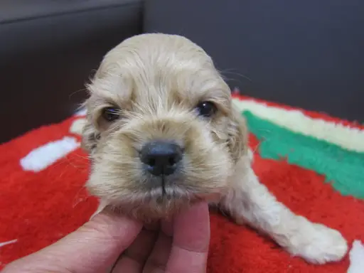 アメリカン・コッカー・スパニエルの子犬販売