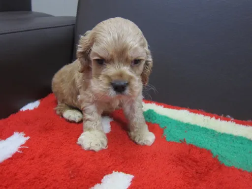 アメリカン・コッカー・スパニエルのサムネイル画像3