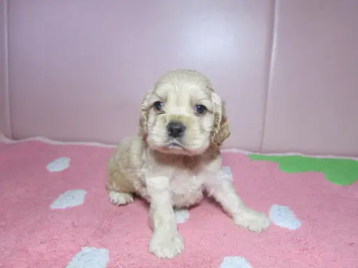 アメリカン・コッカー・スパニエルの子犬販売