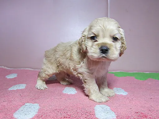 アメリカン・コッカー・スパニエルのサムネイル画像2