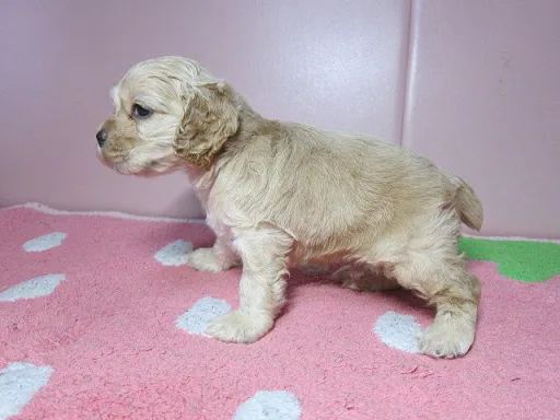 アメリカン・コッカー・スパニエルのサムネイル画像3