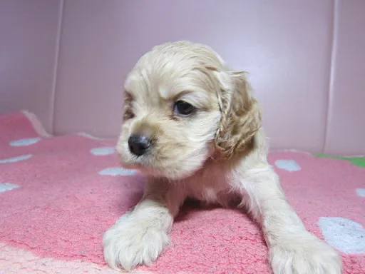 アメリカン・コッカー・スパニエルのサムネイル画像4