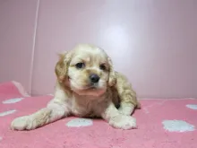 アメリカン・コッカー・スパニエル