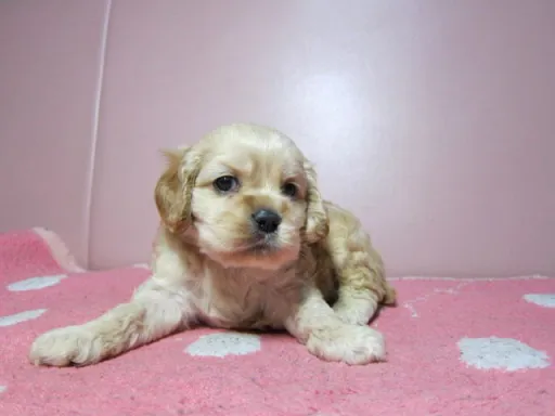 アメリカン・コッカー・スパニエルのサムネイル画像1