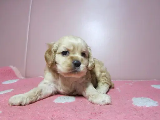 アメリカン・コッカー・スパニエルの子犬販売