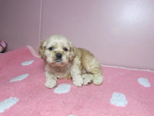 アメリカン・コッカー・スパニエルのサムネイル画像2