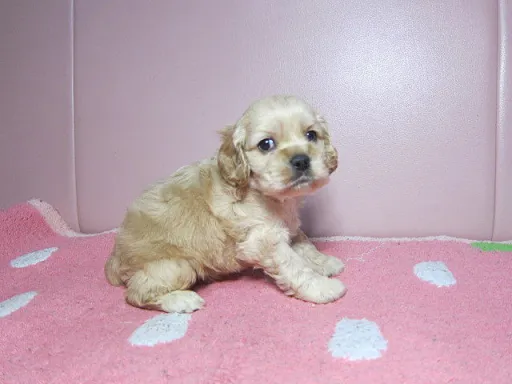 アメリカン・コッカー・スパニエルのサムネイル画像3