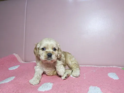 アメリカン・コッカー・スパニエルのサムネイル画像4