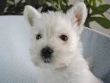 ウエスト・ハイランド・ホワイト・テリア