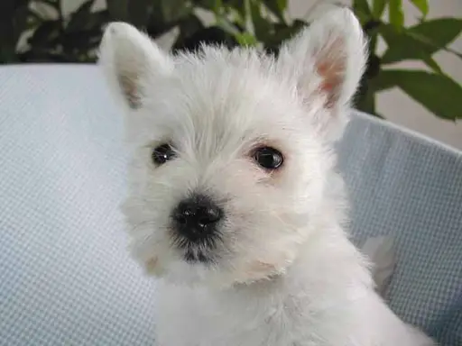 ウエスト・ハイランド・ホワイト・テリアの子犬販売