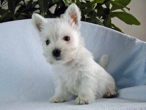 ウエスト・ハイランド・ホワイト・テリアの子犬販売