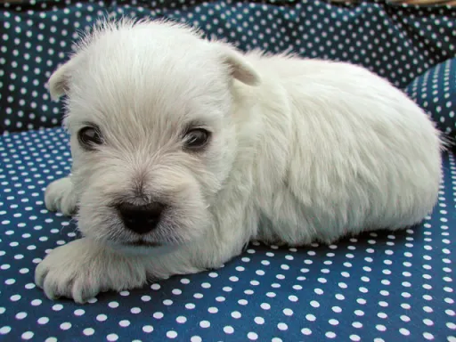 ウエスト・ハイランド・ホワイト・テリアの子犬販売