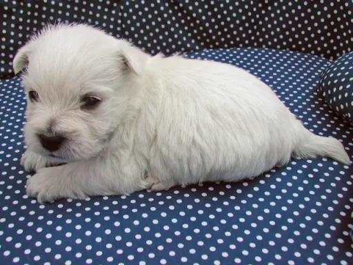 ウエスト・ハイランド・ホワイト・テリアの子犬販売