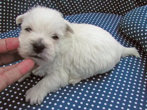 ウエスト・ハイランド・ホワイト・テリアの子犬販売
