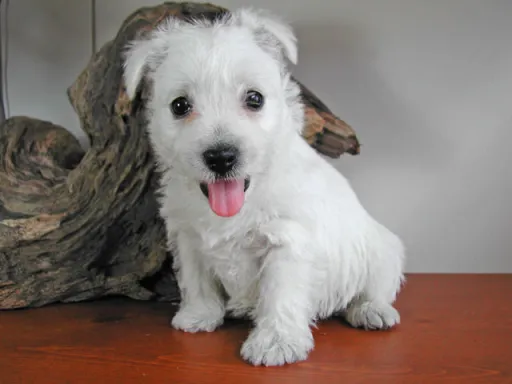 ウエスト・ハイランド・ホワイト・テリアの子犬販売