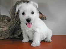 ウエスト・ハイランド・ホワイト・テリア