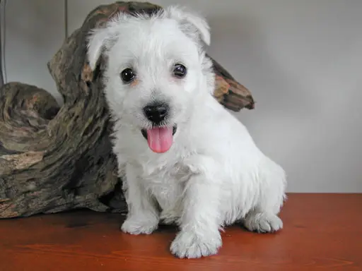 ウエスト・ハイランド・ホワイト・テリアの子犬販売