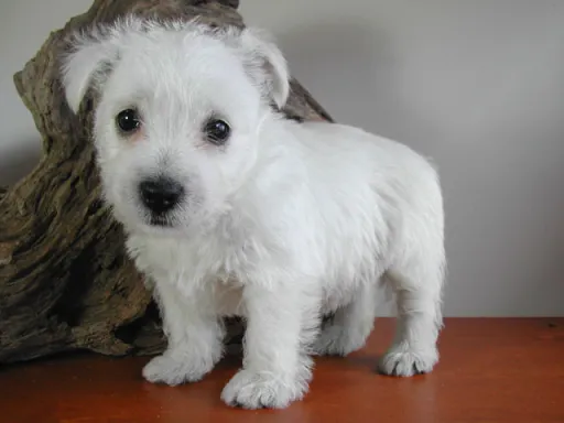 ウエスト・ハイランド・ホワイト・テリアの子犬販売