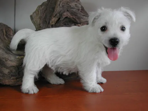 ウエスト・ハイランド・ホワイト・テリアの子犬販売